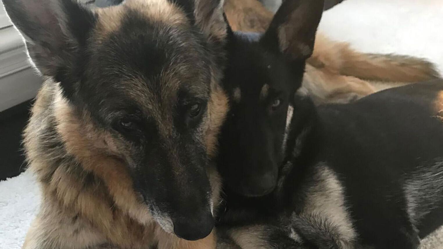 Nebraska rescues hope that having Major in the White House will help other animals find a home - Vimarsana News