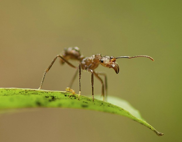 Ant.jpg