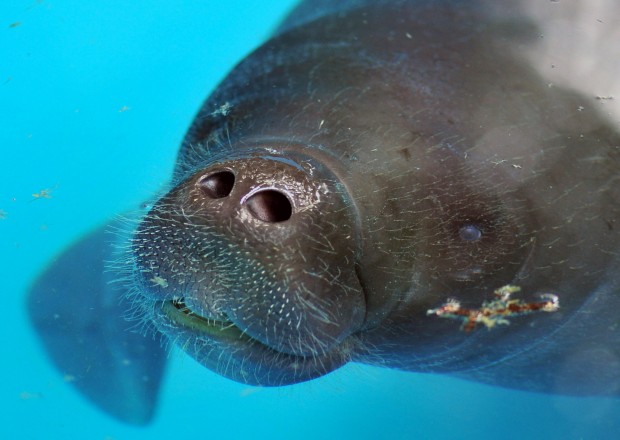Baby manatee.jpg