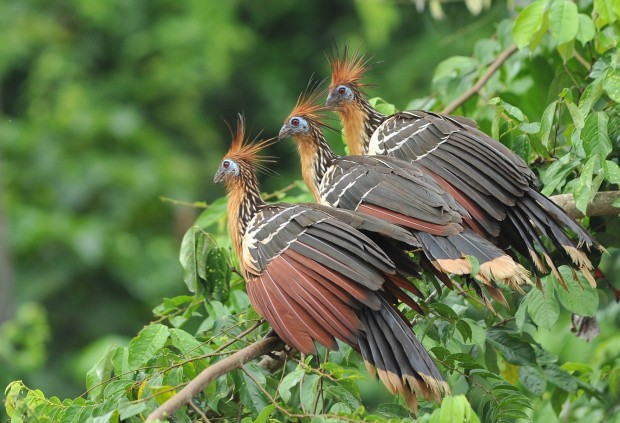 Hoatzin.jpg