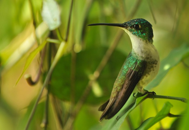 Hummer3.jpg