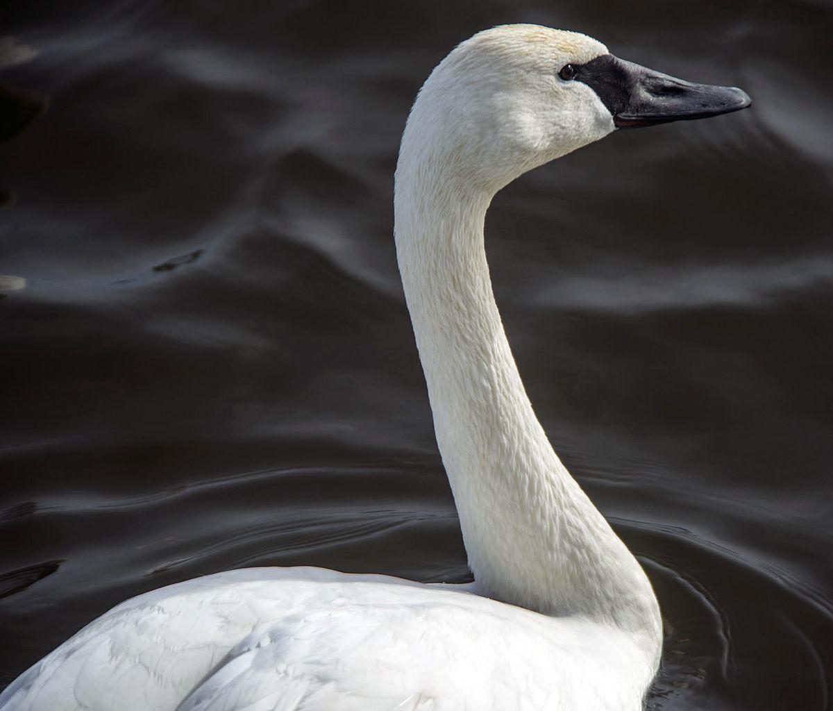 Trumpeter swan