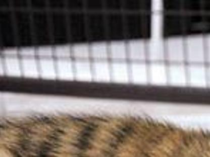 Joe Exotic S Cats Visited Fremont Mall Entertainment