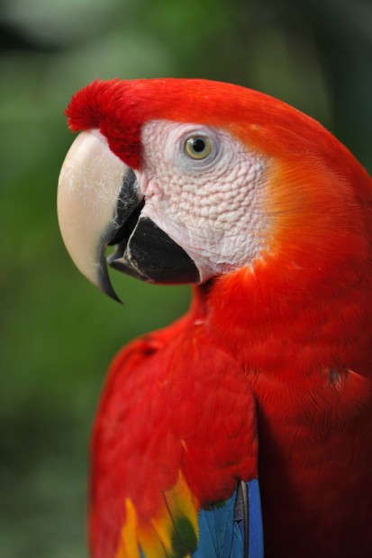 McCaw1.jpg