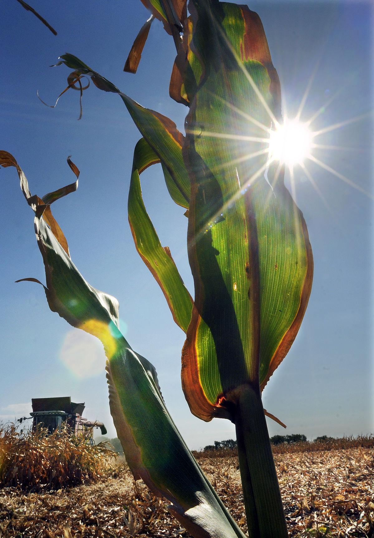 Corn stalk grazing saves on feed over winter months Local News