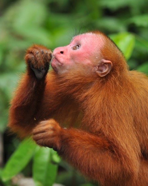 RedFace Monkey 2.jpg