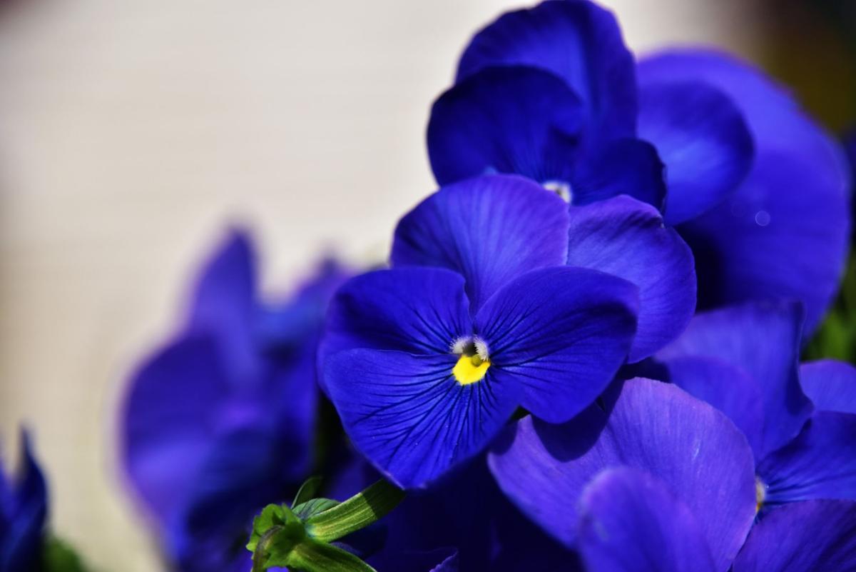 Sarah Browning: Classic Blue is the color of the year for ...