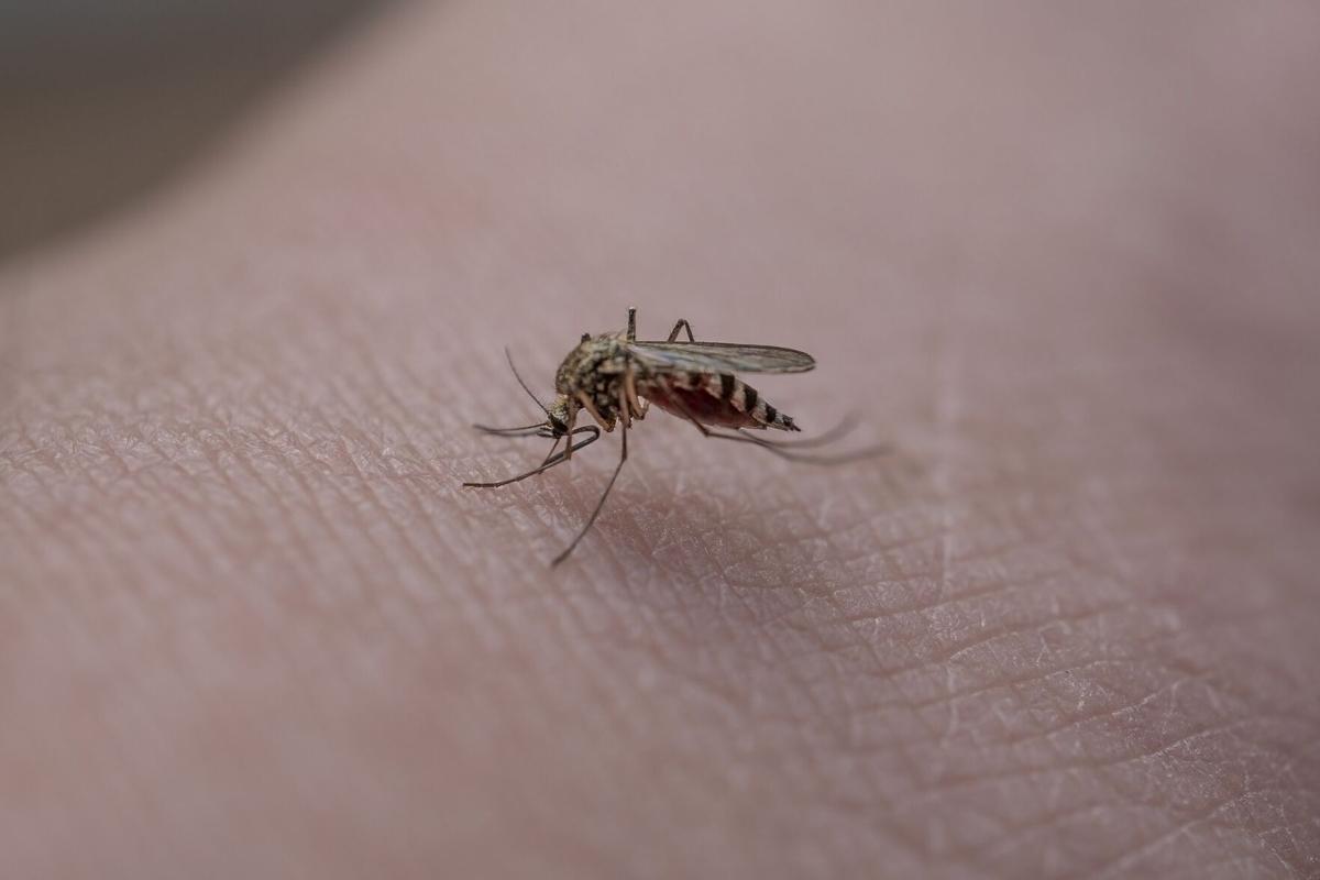 10 tips for treating mosquito bites‌ Health & Fitness