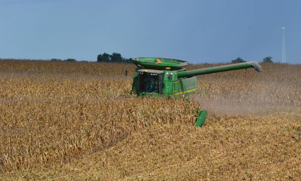 Corn stalk grazing saves on feed over winter months