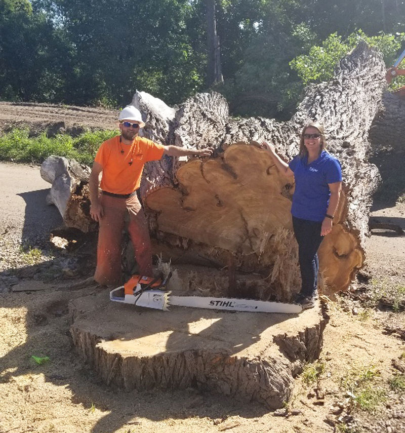 9 foot diameter cottonwood tree discovered during levee assessment