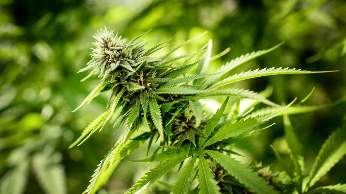 an argument in favor of legalization of marijuana as a prescribed drug an argument in favor of legalization of marijuana as a prescribed drug