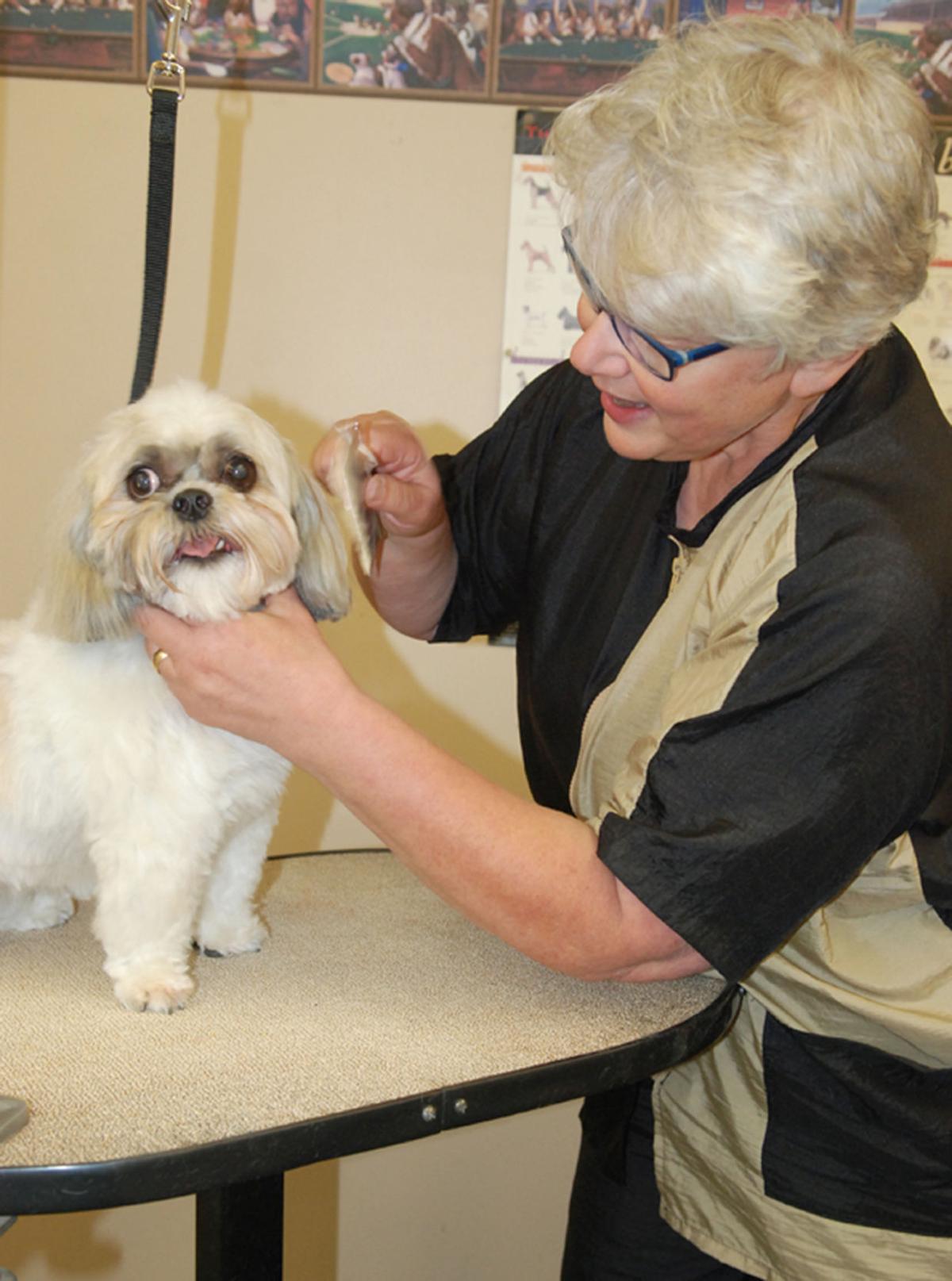 Puppies R Us Bridgeville - z77dmo3