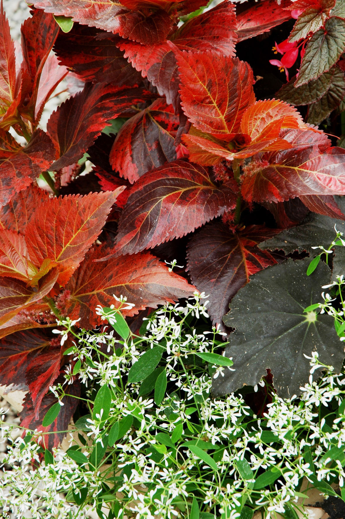 Copper worth every penny in the summer landscape Home