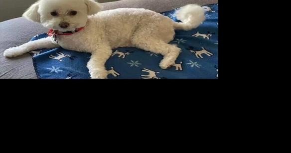 Poodle that escaped during holiday visit to Omaha turns up two weeks later - Vimarsana News