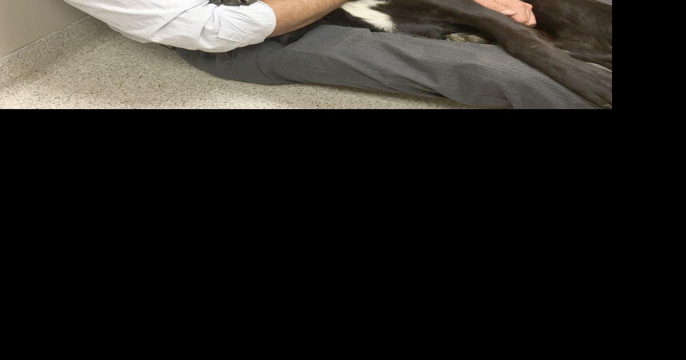 Man reunited with dog after more than two years