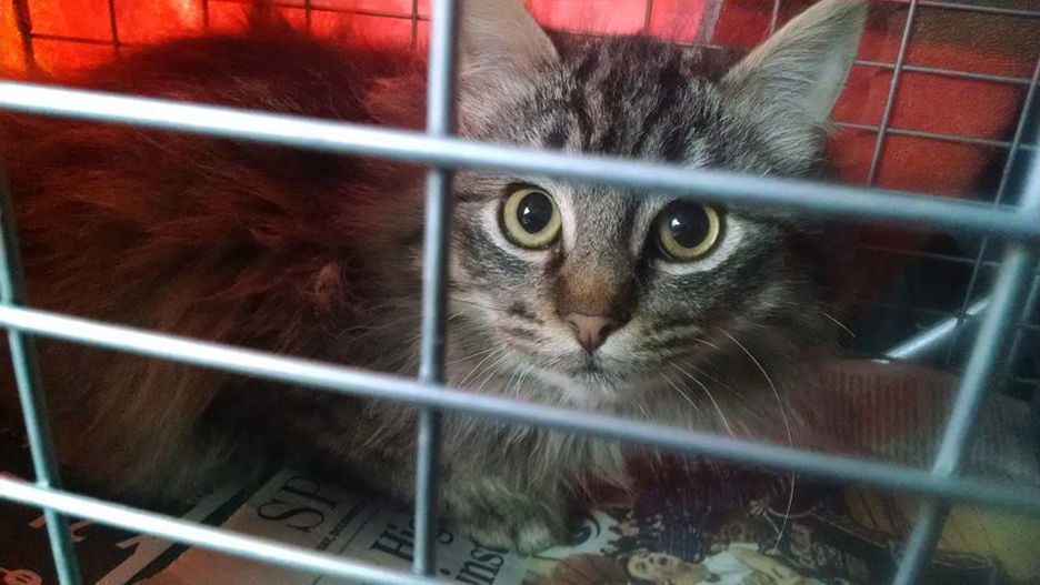 kitten shots at tractor supply