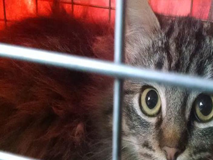 Find A New Furry Friend Local Fremonttribune Com