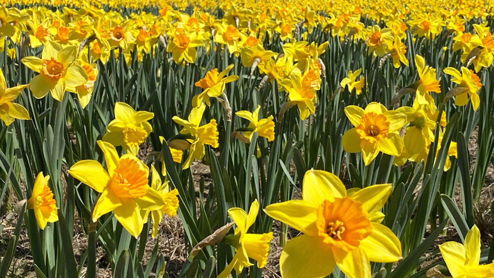 Thousands of daffodils are in full bloom at Omaha's Lauritzen Gardens - Vimarsana News