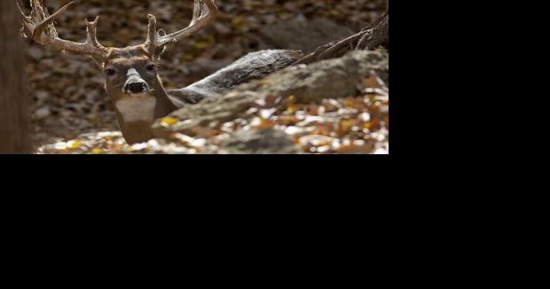 'Severe decline' prompts Nebraska Game and Parks to place limits on deer permits - Vimarsana News