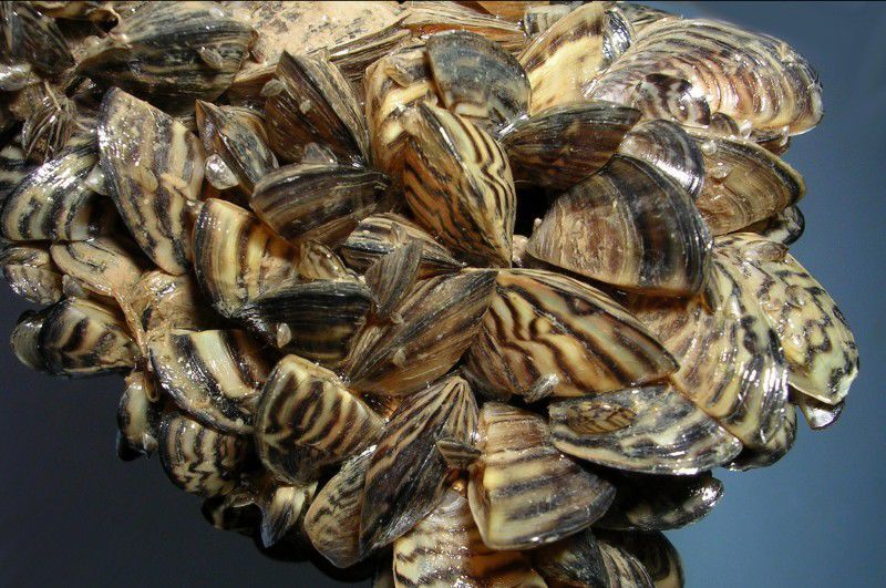 Spreading - Zebra Mussels