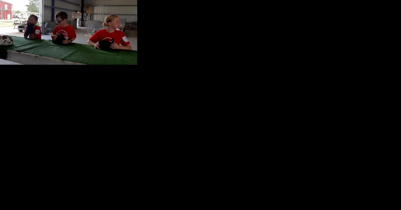 Watch Now: Kids show rabbits at the fair - Vimarsana News