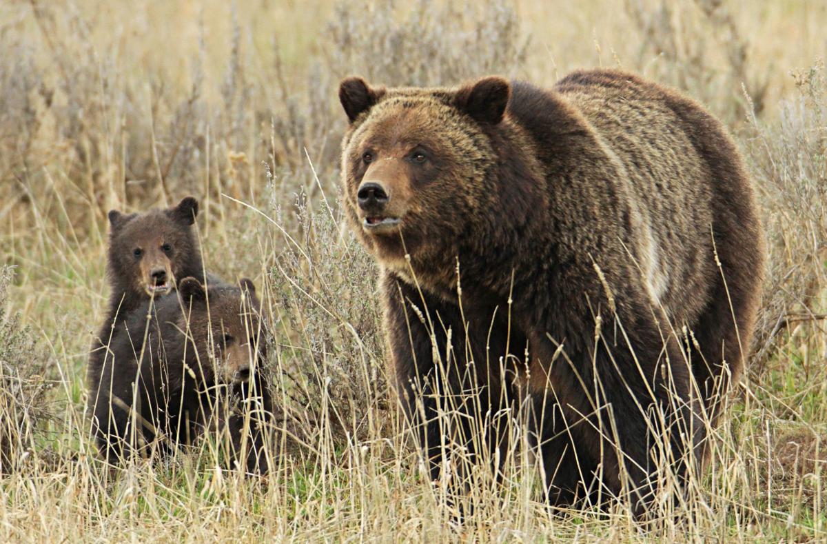 Hunter shoots, kills charging grizzly in northcentral Montana