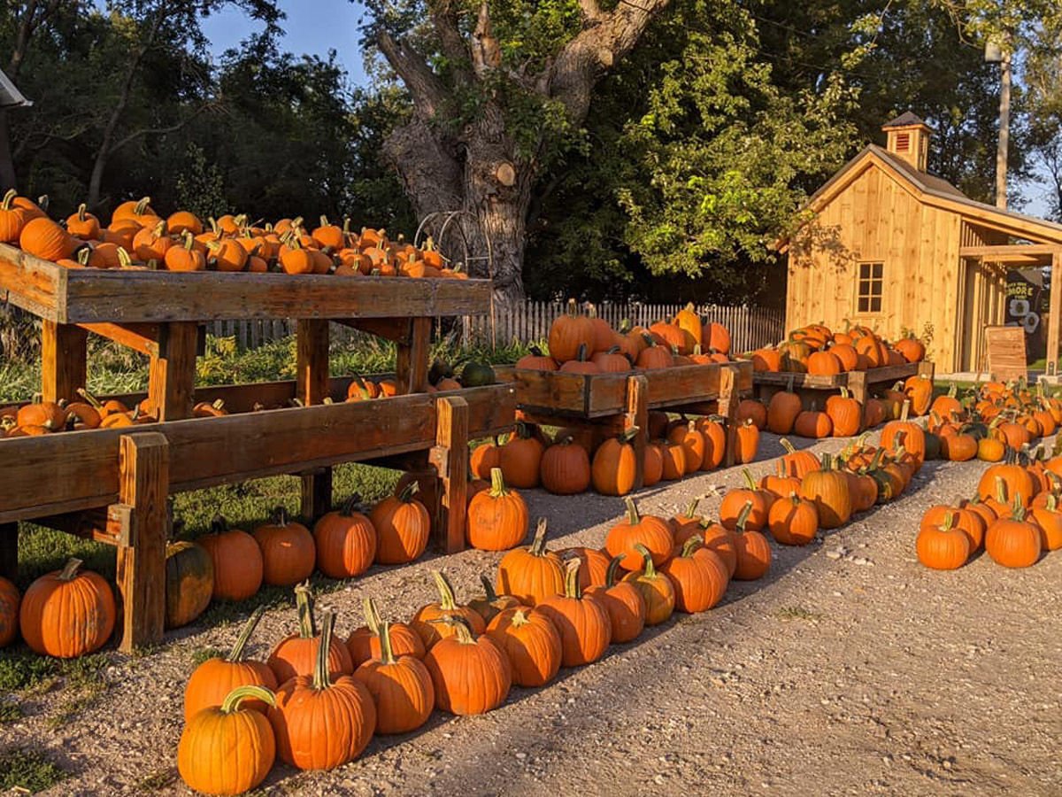 Area pumpkin patches offer a variety of entertainment options