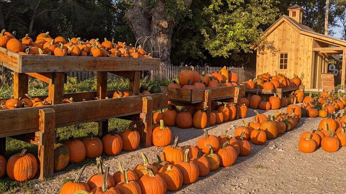 Pumpkin patches offer entertainment for locals