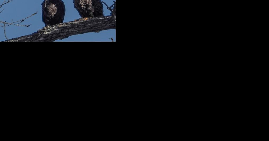 Six weeks after female eagle is slain in Seward County, male and chick die, too - Vimarsana News