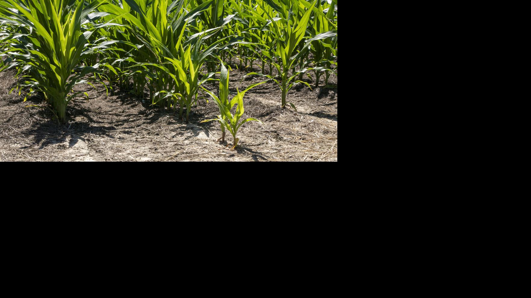Farm and Ranch webinars planned on controlling input costs, grain marketing risk | Agriculture