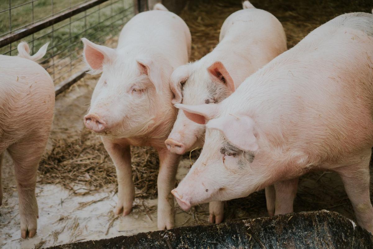 Hog farm
