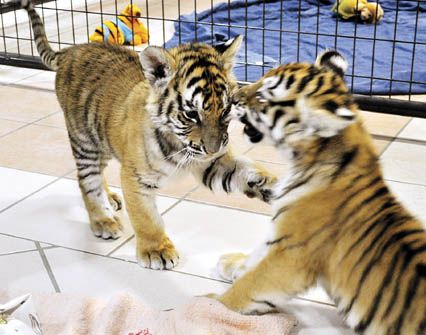 Watch: Sweet tiger cubs play at Columbus Zoo