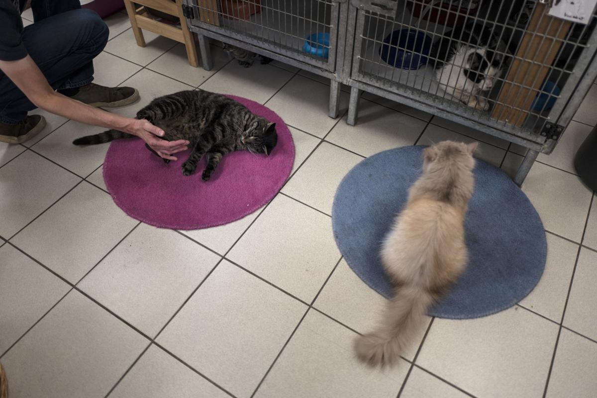 Netherlands Boat For Cats Photo Gallery