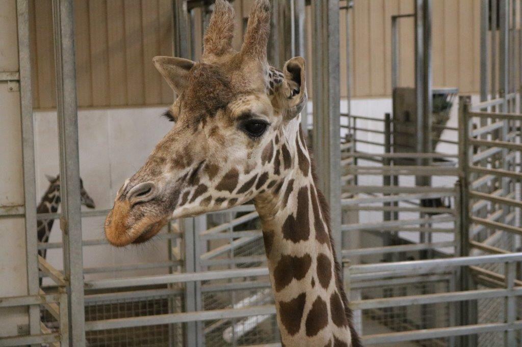 Omaha Zoo Giraffe Matriarch Daisy Dies Parenting Fremonttribune Com