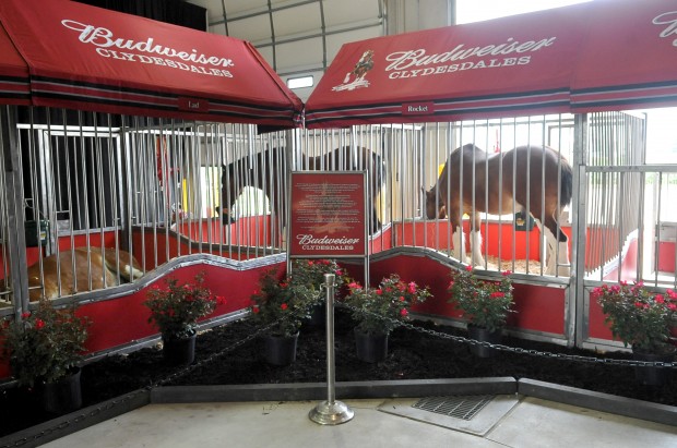 The Budweiser Clydesdales parade the Busch Stadium track in center