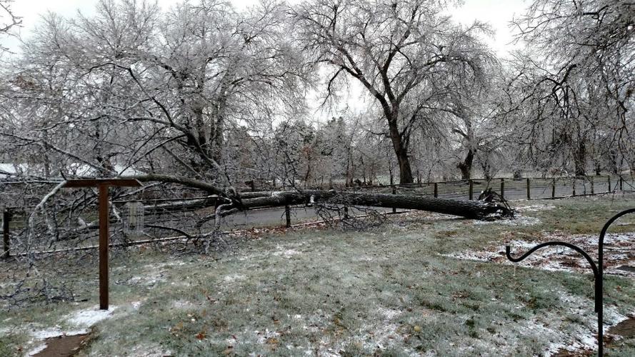 Winter Tree Damage I Omaha Tree Service