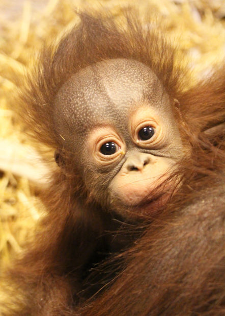 Fremont boy wins zoo contest to name orangutan