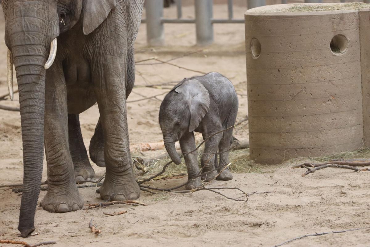 Zoo members invited to membership appreciation week