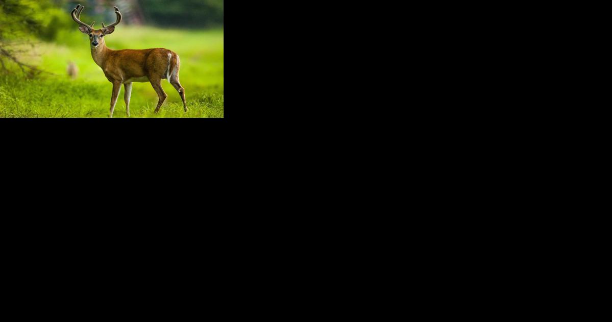 DeSoto National Wildlife Refuge to temporarily close for managed deer hunt - Vimarsana News