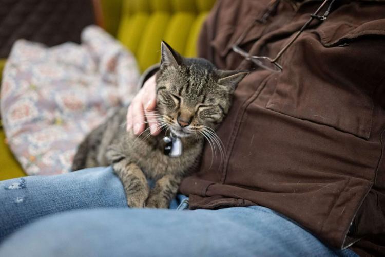 The Paw-sitives of Spending Time with Cats