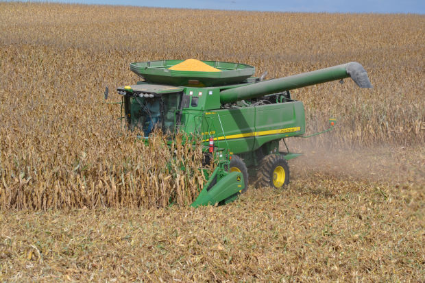 Corn Stalk Grazing Saves On Feed Over Winter Months