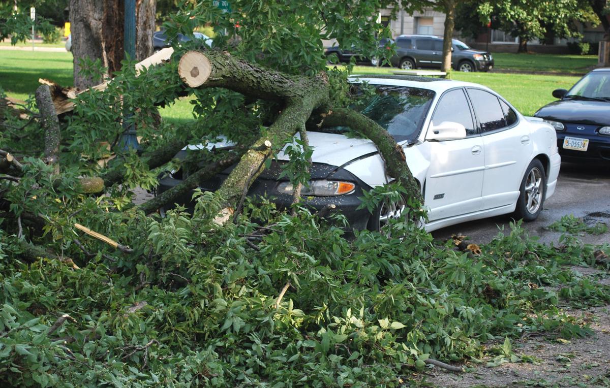 Storm causes tree damage Local News
