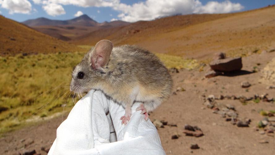 Study sheds light on how mountaineering mice survive extreme environments