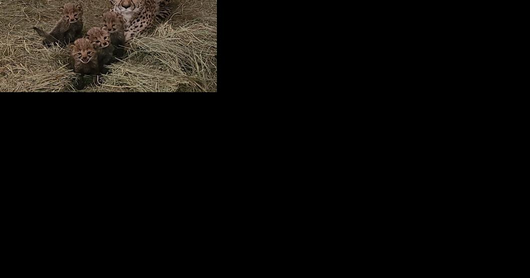 Omaha zoo announces birth of 4 cheetah cubs - Vimarsana News