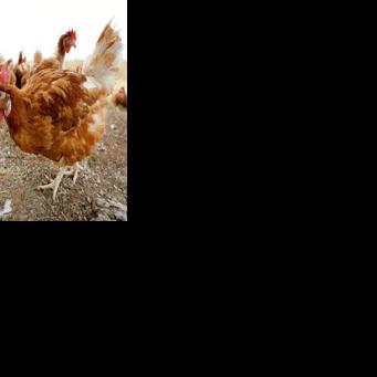 Tweet by AVMA (American Veterinary Medical Association)