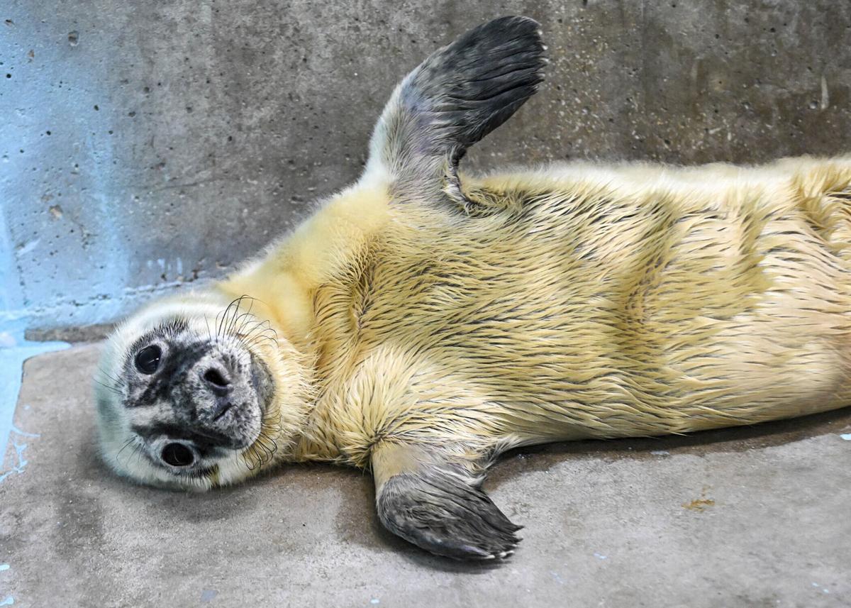 Blind seal gives birth and nurtures pup at Illinois zoo