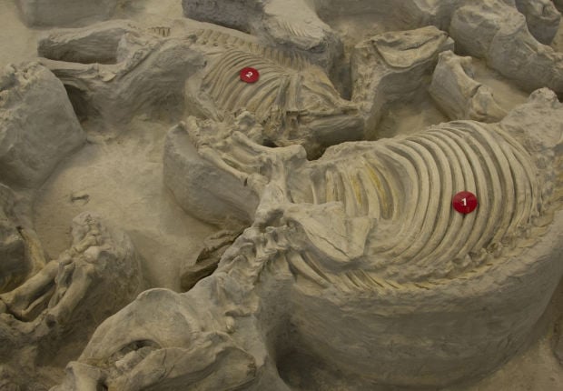 Ashfall Fossil Beds take a step into the past