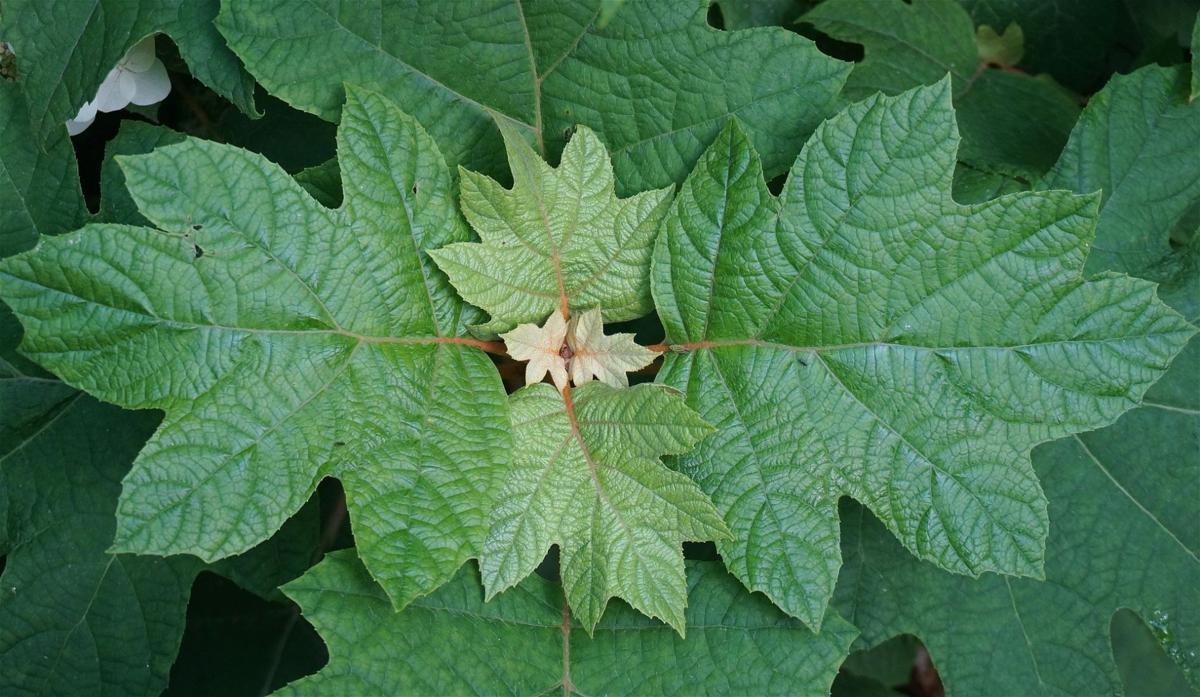 Sarah Browning Different Hydrangeas Different Pruning Strategies Home And Garden Fremonttribune Com