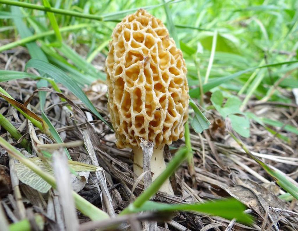 Featured image of post Easiest Way to Make Brothers In Arts - Mushroom Hunting
