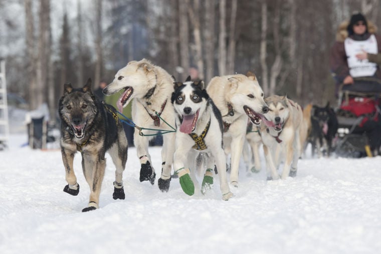 2013 Iditarod Trail Sled Dog Race | Featured | frontiersman.com